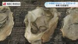 鮮度抜群の長崎県産3地区のカキを炭火で焼いて“食べ比べ”「かき食うまるしぇ」　|　長崎のニュース | 天気 | NBC長崎放送