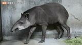 「安らかに眠って…」 アメリカバク「キンタロー」死亡 先月23日とべ動物園に来たばかり | 愛媛のニュース - Nスタえひめ|あいテレビは6チャンネル