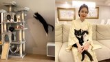 【ねこ】藤あや子さんが「希少種」を撮影 「靴下をはいた◯◯」はまるで “アスリートのトップブランド” |TBS NEWS DIG