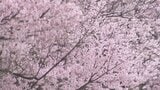 【富山の桜 2026】高岡古城公園でソメイヨシノ開花！今週末に満開へ　1日から始まる「さくらまつり」ぼんぼり点灯、夜桜散策が楽しめる魅惑のスポット|TBS NEWS DIG