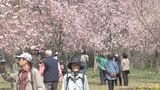 「しだれ桜」300本が満開　長湯温泉しだれ桜の里、広大な斜面を彩る　大分・竹田市|TBS NEWS DIG