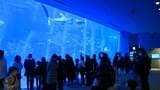 年末年始休暇で水族館もにぎわう「ジンベエザメかわいい」かごしま水族館は元日も開館　|　鹿児島のニュース｜MBC NEWS｜南日本放送