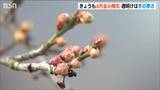 4月中旬の暖かさに「梅のつぼみもようやく膨らみ」週明けからは冬の寒さに逆戻り 開花見込みは例年の2週間遅れ 新潟県|TBS NEWS DIG