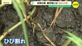 「危なかった…恵みの雨」 数週間水を引けなかった田んぼ 未明の雷雨にコメ生産者が安堵 記録的猛暑と水不足 広島|TBS NEWS DIG