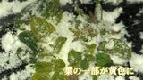 強い寒気あす9日まで ジャガイモやエンドウマメに被害も 鹿児島 | 鹿児島のニュース|MBC NEWS|南日本放送