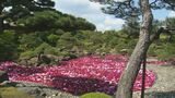 奇跡の風景　3万輪のボタンが池一面に　「池泉牡丹」にぎわう　|　BSSニュース | BSS山陰放送