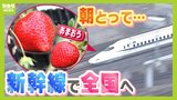 「極限まで熟した"朝どれ"あまおう」を新幹線で即日輸送！揺れが少ないメリット生かし「産地でしか手に入らない名産品」を全国へ　ＪＲグループ各社が連携|TBS NEWS DIG