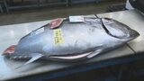 本マグロは77キロ35万円超 市場で初せり 新年の取引開始 福島 | 福島のニュース│TUF