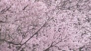 【富山の桜 2026】高岡古城公園でソメイヨシノ開花！今週末に満開へ　1日から始まる「さくらまつり」ぼんぼり点灯、夜桜散策が楽しめる魅惑のスポット　|　富山のニュース｜天気・防災｜チューリップテレビ