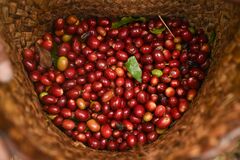 コーヒー先物が激しい値動き、供給見通しはロブスタ種中心に改善| TBS CROSS DIG with Bloomberg