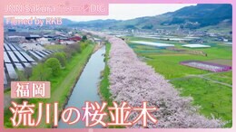 流川の桜並木(ながれかわのさくらなみき)【JNN sakuraドローンDIG 2024】|TBS NEWS DIG