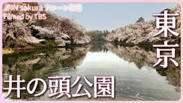 武蔵野の水面に映える満開の桜 井の頭恩賜公園【JNN sakuraドローンDIG 2023】|TBS NEWS DIG