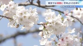 東京の桜が「満開」発表 平年より3日早く　きょうの都心は4月中旬並みの暖かさに|TBS NEWS DIG