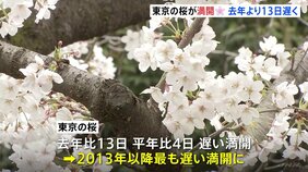 東京の桜が満開　2013年以降で最も遅い|TBS NEWS DIG