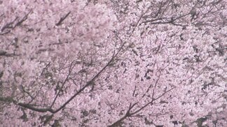 【富山の桜 2026】高岡古城公園でソメイヨシノ開花！今週末に満開へ　1日から始まる「さくらまつり」ぼんぼり点灯、夜桜散策が楽しめる魅惑のスポット　|　富山のニュース｜天気・防災｜チューリップテレビ