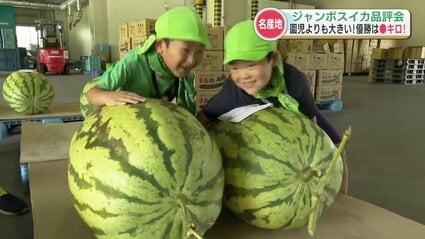園児が乗れちゃう“100キロ超の巨大スイカ”！名産地でジャンボスイカの