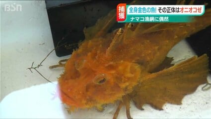 これは縁起がいい」 金色のオニオコゼ見つかる 佐渡金山の世界遺産登録