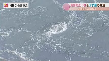 長崎】圧巻の”うず潮”と”桜” ダブルで満喫！西海橋公園「春のうず潮