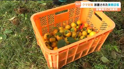 柿の実収穫致します。クマ対策 クマ被害 クマ対策】クマ非常事態宣言の中で高校生が”誘いエサ”となるカキの実