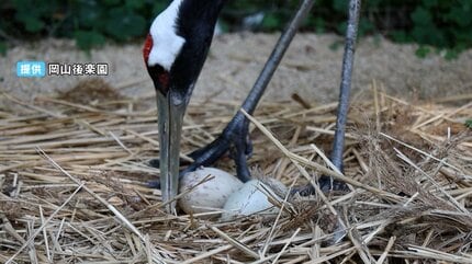 ふわふわ】タンチョウのヒナ2羽が誕生 2年続けて後楽園で 「そっと静か