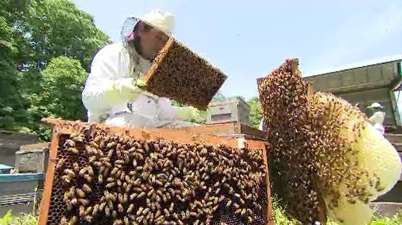 「ハチミツ」どうする？ハチが最盛期の半分…！ミツバチ飼育で養蜂園「困った！」そのワケは何と「温暖化」と「ダニの繁殖」だった…「抜本的な解決策見つからず…」　|　SBC NEWS | 長野のニュース | SBC信越放送