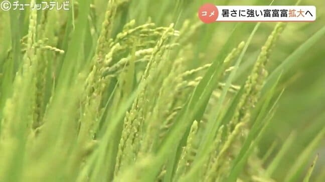 「高温耐性品種へのシフトがより重要に」高温に強い県産米・富富富　2028年度までに栽培面積1万haへ　富山|TBS NEWS DIG