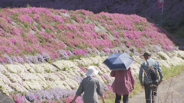 田園の広がるシバザクラ 10万株が見頃 「芝桜まつり」開催中 山口・周南|TBS NEWS DIG