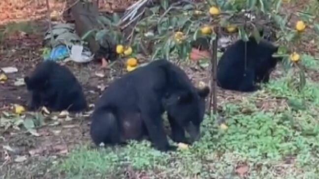 子グマも人里で“学習”している… 相次ぐクマの目撃情報 遭遇リスク減らすには? 専門家「正しく知って対策を」|TBS NEWS DIG