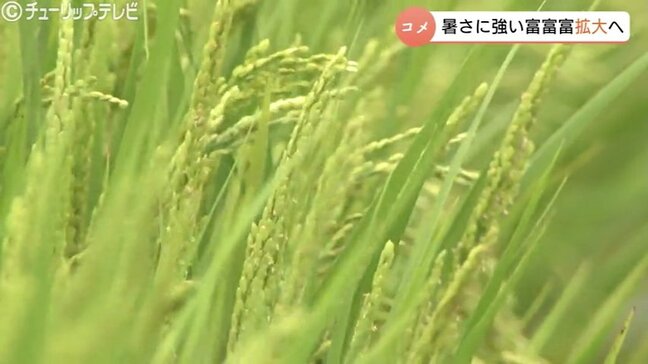 「高温耐性品種へのシフトがより重要に」高温に強い県産米・富富富　2028年度までに栽培面積1万haへ　富山|TBS NEWS DIG