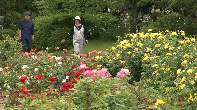 450品種約1万2,000株のバラ 黄色い花びらが愛らしい「レモンフィズ」など見ごろへ RSKバラ園の “春のバラまつり” 9日から【岡山】|TBS NEWS DIG