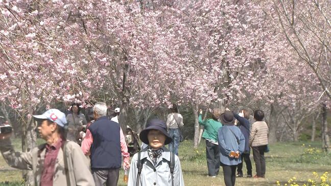 「しだれ桜」300本が満開　長湯温泉しだれ桜の里、広大な斜面を彩る　大分・竹田市|TBS NEWS DIG