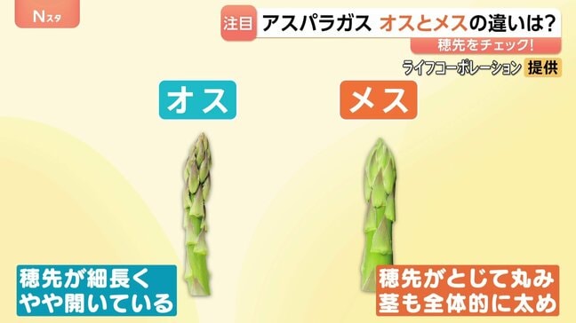 「太くて甘い」初夏のアスパラガス 実は“オス”と“メス”がある!?見分け方や味の違いとは メスは食感もやわらかい!?|TBS NEWS DIG