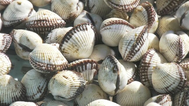 お正月の味ピンチ…中海の「赤貝」サルボウガイから”貝毒”検出　漁協「ショック」　原因はプランクトン「ディノフィシスアキュミナータ」大量発生　県が漁協に対し「出荷自主規制」要請|TBS NEWS DIG