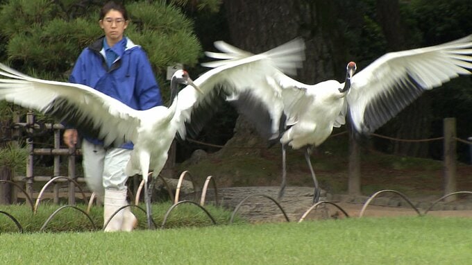 岡山後楽園のタンチョウ　今年初めての園内散策で翼を大きく広げ美しく舞う　|　岡山・香川のニュース | 天気 | RSK山陽放送