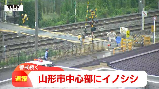 カメラが捉えた線路近くを逃げるイノシシ　捕獲試みる市や警察　山形市の中心部で目撃　|　山形のニュース│TUYテレビユー山形