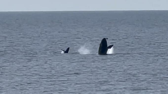 仲良く泳ぐクジラの親子を撮影　撮影者「子どもに飛び方を教えているかのよう」　読谷村残波岬|TBS NEWS DIG