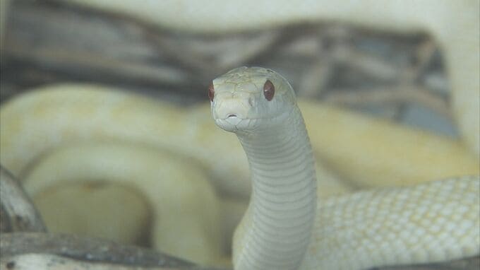 国の天然記念物「岩国のシロヘビ」 過去最多281匹が死ぬ  寄生虫や夏の暑さが影響か　山口|TBS NEWS DIG
