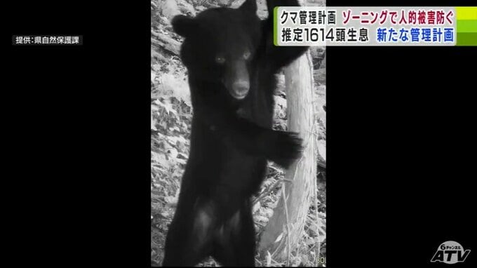 青森県に1614頭が生息と推定される「ツキノワグマ」　2024年には4件の人的被害も…　こうしたなかで目指すは“共存”　「ゾーニング」を設定など“新たな管理計画”を県が作成へ|TBS NEWS DIG