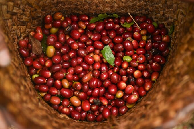 コーヒー先物が激しい値動き、供給見通しはロブスタ種中心に改善