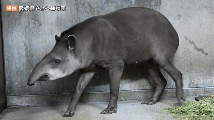 「安らかに眠って…」 アメリカバク「キンタロー」死亡　先月23日とべ動物園に来たばかり|TBS NEWS DIG