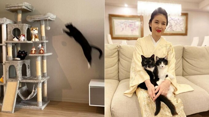 【ねこ】藤あや子さんが「希少種」を撮影　「靴下をはいた◯◯」はまるで “アスリートのトップブランド” |TBS NEWS DIG