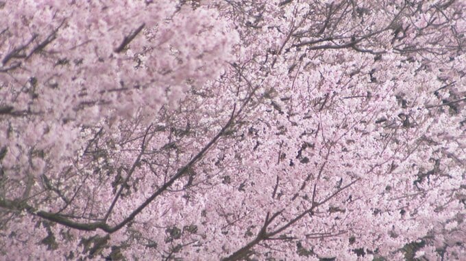 【富山の桜 2026】高岡古城公園でソメイヨシノ開花！今週末に満開へ　1日から始まる「さくらまつり」ぼんぼり点灯、夜桜散策が楽しめる魅惑のスポット　|　富山のニュース｜天気・防災｜チューリップテレビ