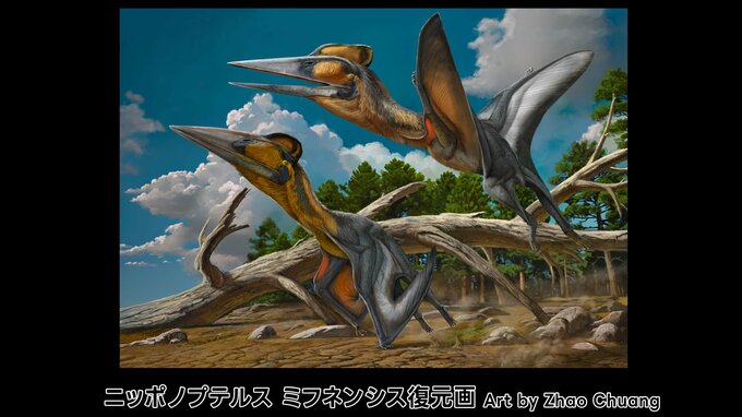 日本で発見「新属・新種の翼竜」　研究チームが『ニッポノプテルス・ミフネンシス』と命名|TBS NEWS DIG