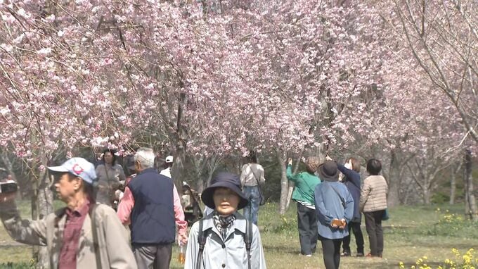 「しだれ桜」300本が満開　長湯温泉しだれ桜の里、広大な斜面を彩る　大分・竹田市　|　大分のニュース｜OBS NEWS｜大分放送