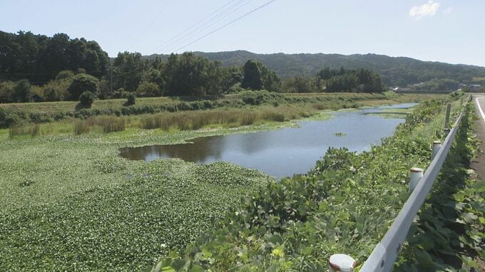 外来植物「ホテイアオイ」が大量発生　水面覆い生態系に悪影響のおそれ　大分・国東市　|　大分のニュース｜OBS NEWS｜大分放送