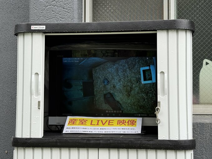 盛岡市動物公園ZOOMOでピューマの赤ちゃんと母親の様子をライブ映像モニタで公開|TBS NEWS DIG