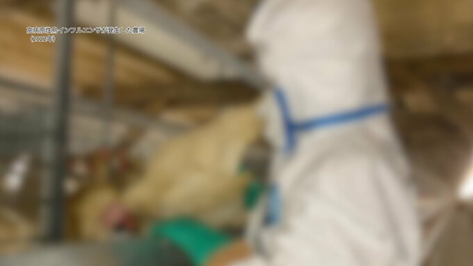 けがをした野鳥から鳥インフルエンザウイルスの陽性反応　半径10キロが「野鳥監視重点区域」に　沖縄市|TBS NEWS DIG