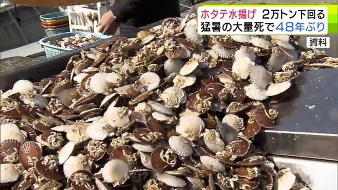 猛暑で大量死の青森県産ホタテ　昨年度の水揚げ量は48年ぶりに2万トン下回る　今年度はさらに減り水揚げ量は1万トン程度になるか…　県漁連|TBS NEWS DIG