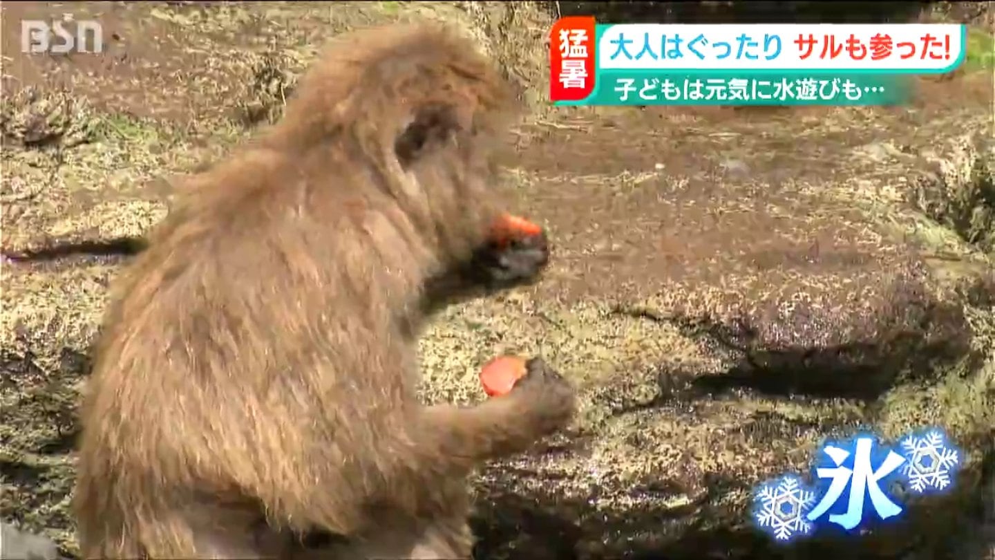 サルに野菜入り氷のプレゼント」最高気温36.0℃ 猛暑日の長岡市 | 新潟
