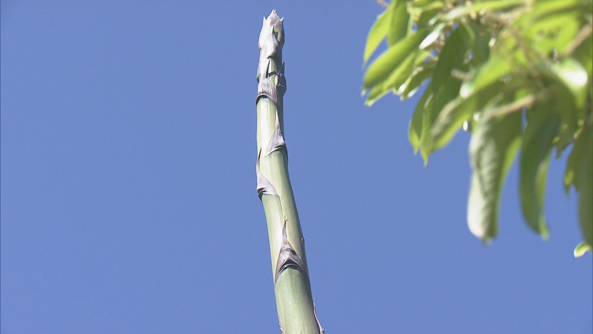 花が咲くのは数十年に1度 アオノリュウゼツラン2株が茎を伸ばし始める